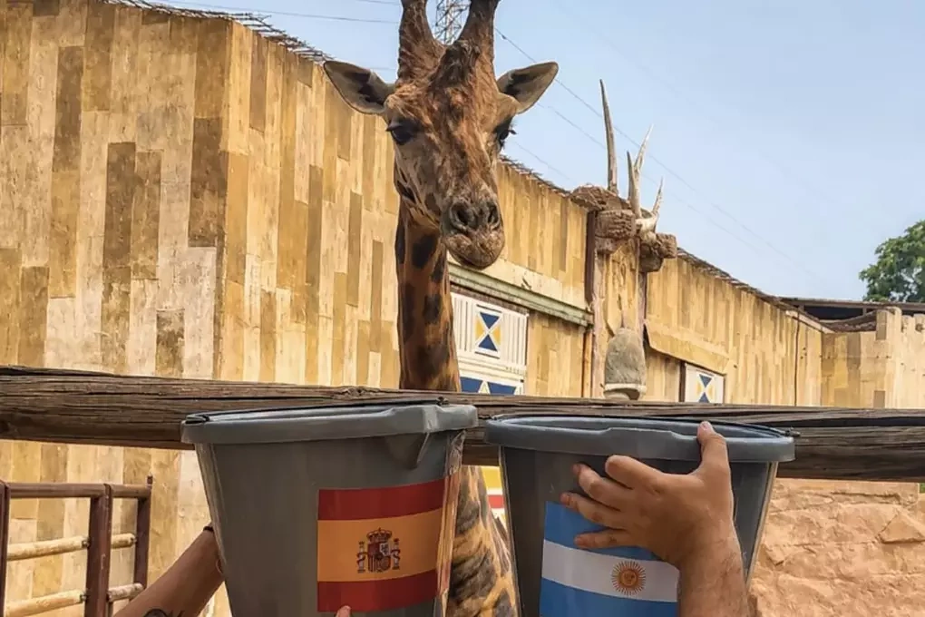 Hưu cao cổ dự đoán kết quả trận chung kết World Cup giữa Tây Ban Nha và Argentina. Ảnh: EFE